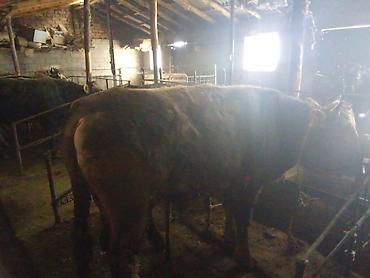 Коровы, быки: Продаю | Бык (самец) | На откорм | Привязанные — 13