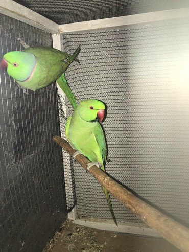 Ожиреловые попугаи