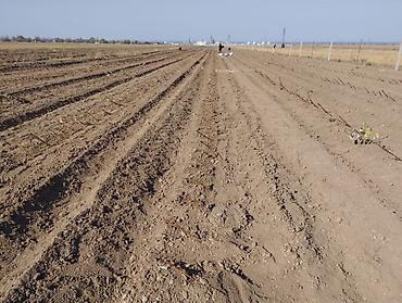 Куплю земельный участок: Продаётся хорошая поливная земля в городе карабалта возле — 5