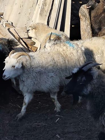 Козы, козлы: Продаю | Коза (самка), Козёл (самец), Козлёнок — 14