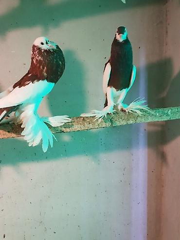 Pişiklər: Pişiklər -da lalafo.az — 18 Pişiklər: Pişiklər — 18