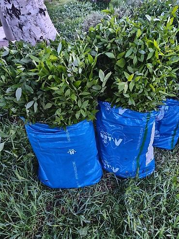 Самшит: Продаю разное декоративный дерево,живая изгородь из бирючины — 3