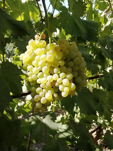 Спил деревьев, заготовка дров: Правильная обрезка плодовых деревьев и винограда. Обрезка 2026 — 17