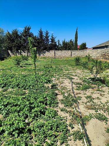 9 mikrarayon: 9 sot, Tikinti, Makler, Kupça (Çıxarış) — 5