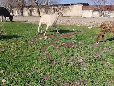 Козы, козлы: Продаю | Козёл (самец) | Для разведения | Племенные — 6