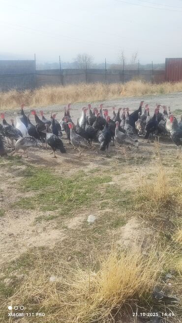 собаку в добрые руки: Индейки на выгуле (стадо) - Породы/окрасы: преимущественно тёмные