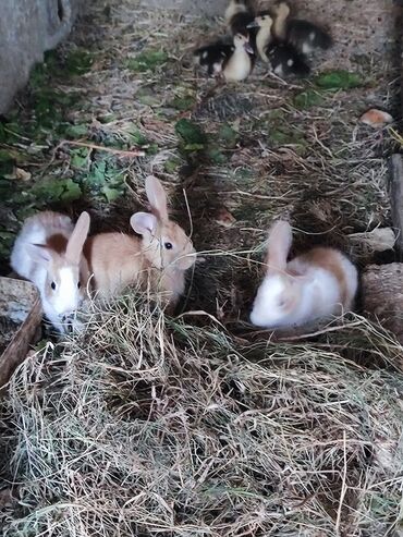 собаку в добрые руки: Kaliforniya dovşanı baladır. Tam sağlamdır. Dovşan qidası ilə