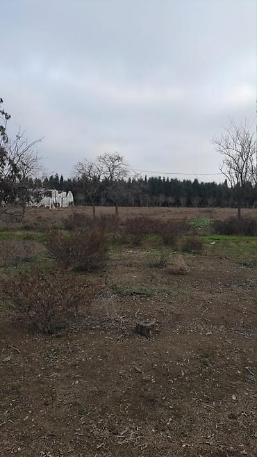 bakı ümid qəsəbəsi: 34 sot, Biznes üçün, Mülkiyyətçi, Kupça (Çıxarış) — 3