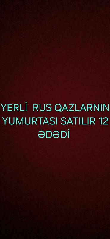 lal ordek balası: Mayalı yumurtalardı — 1