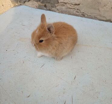 Dovşanlar: 🟠 Ev dovşanı balalarına super endirim kampaniyası. müvəqqəti olaraq 50 — 15
