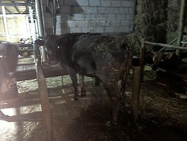 Продам с/х животных: Продаю | Корова (самка) | Для разведения | Привязанные — 3