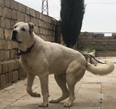 alabay itlər: Alabay, 4 il, Erkek, Peyvəndli, Ünvandan götürmə