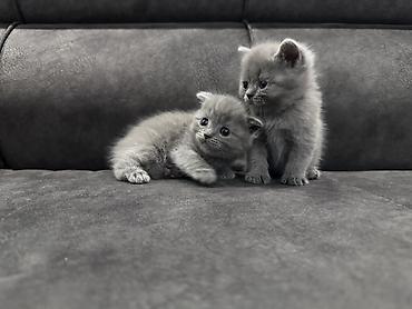 Мышыктар: Готовы к бронированию котята: Scottish fold и Scottish straight — 5