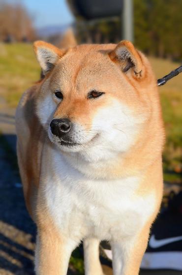 obuca ps: Odgajivačnica 'Kami's little fellows' predstavlja vrhunsko leglo Shiba — 10
