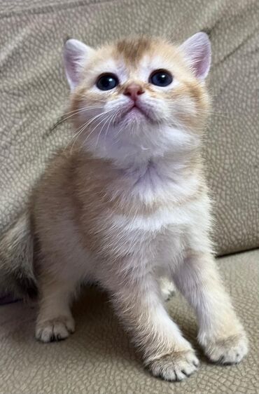 Pişiklər: Şotland, Erkək, Dişi, Cütləşmə üçün, Ünvandan götürmə, Pulsuz çatdırılma, Ödənişli çatdırılma — 17