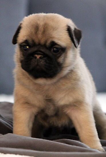 Psi: Na prodaju štenci mopsa, pažljivo vakcinisani i očišćeni od parazita — 4