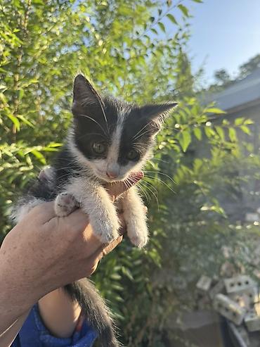 котенок отдам даром: Мальчик. Отдам даром. Котёнок черно-белого окраса Около 3-4 месяцев — 4