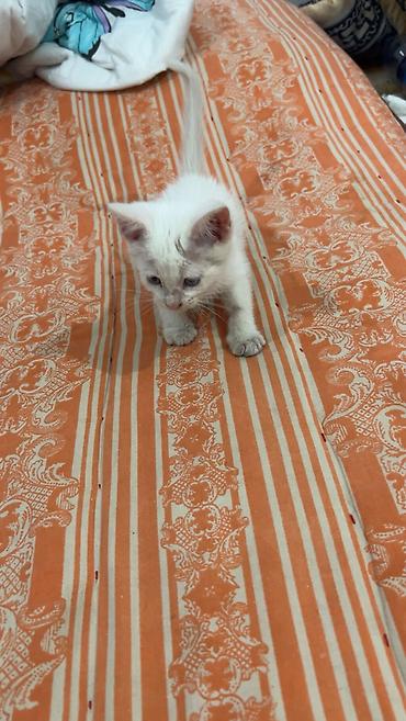 ласка: 2 месяца, Мальчик, Приучена к лотку — 4