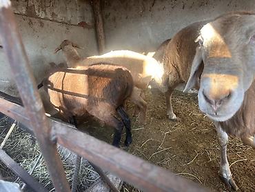 Продам с/х животных: Продаю | Овца (самка), Баран (самец) | На забой, Для разведения, Для шерсти — 2