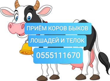 рабочий ат: Сатып алам | Уйлар, букалар, Жылкылар, аттар, Башка а/ч жаныбарлары | Күнү-түнү, Бардык шартта, Союлган