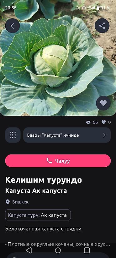 овощи лук: Капуста Белокочанная — 1