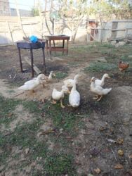 heyvanlara verilen adlar: Məhsul: Ağ ördəklər (təsərrüfat üçün) Təsvir: - Şəkillərdə gördüyünüz