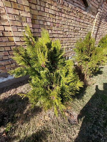 Декоративные деревья: Саженцы деревьев: Ели — 12