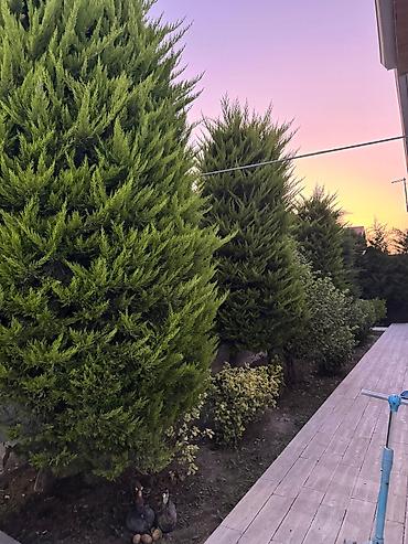 Həyət evləri və villaların satışı: Bağ evi kirayə verilir, Mərdəkan Mərdəkanda yerləşən isti, hovuzlu bağ — 11