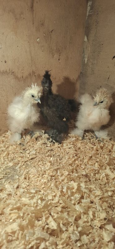 Cücələr: Toyuq cücələri, Damazlıq — 1