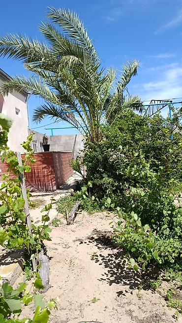 palm: 2 dene Xurma (xurma palmisi) ağacı – həyət/bağ üçün dekorativ və meyvə — 3