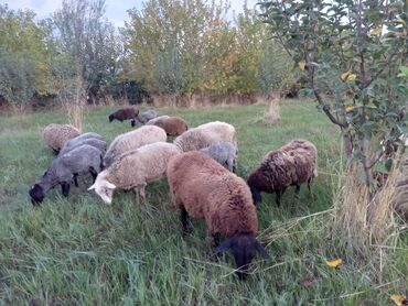 киссар кой: Продаю | Овца (самка), Ягненок, Баран (самец) | Романовская