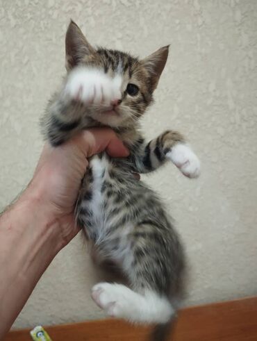 отдам породистого котенка: 1 месяц, Мальчик, Приучена к лотку, Проглистована, С прививками