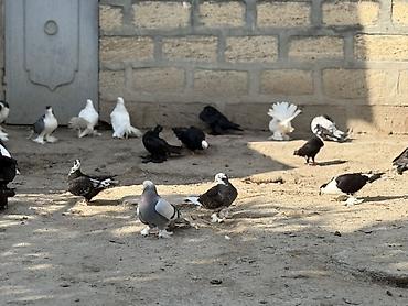 göyərçin satılır: Gorduyunuz dekorativ goyercinler satilir ciddi alicilar yazsin — 3