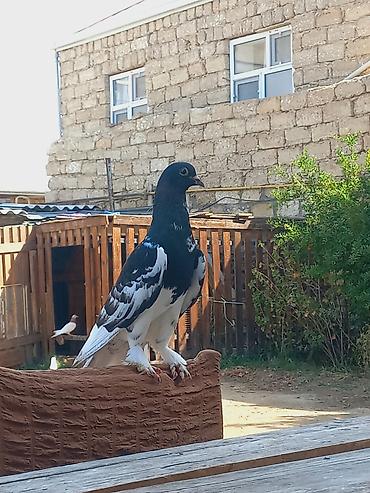 maltese qiymeti: Salam erkeydi qizigin istiyen olsa unvan bine savxoz qiymet sondu — 3