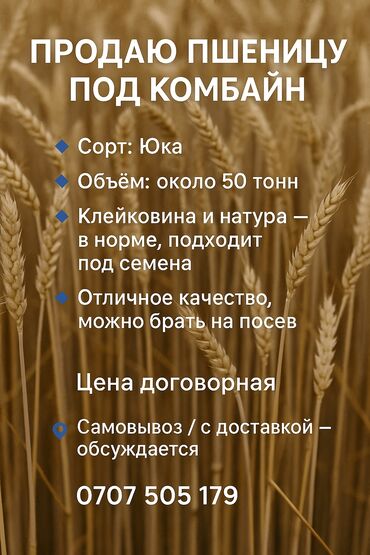 домашнее молоко цена: Продаю пшеницу под комбайн 🔹 Сорт: Юка 🔹 Была посеяна элита, теперь