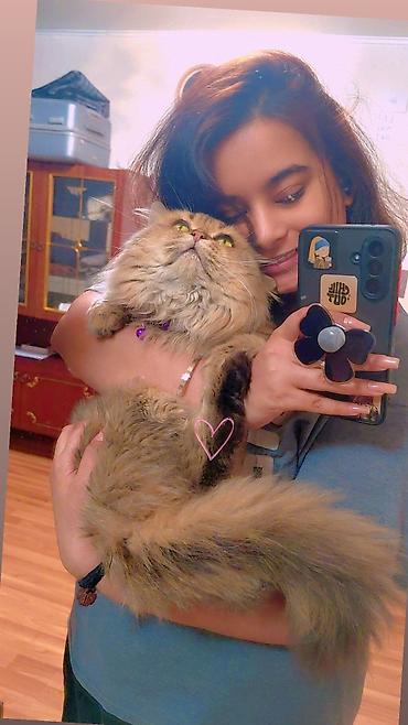 Продажа кошек: Сибирская, 2 года, Мальчик, Золотая шиншилла, Приучена к лотку, Проглистована, С прививками — 6