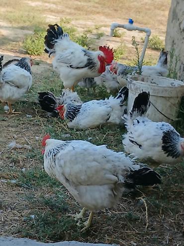 cuce satisi 2019: Toyuq, Damazlıq — 3
