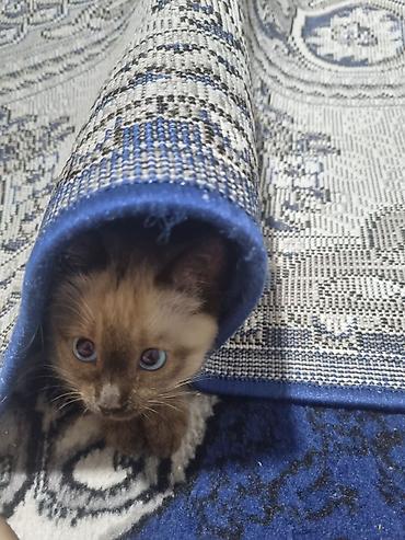 сиямский кошка: Породистый котёнок с окраском поинт (светлый корпус, тёмная мордочка — 3