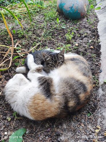 кошка вислаухая: Пристраиваются в добрые и ответственные руки мама кошка (3 года ) и её