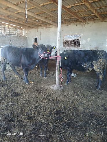Коровы, быки: Продаю | Бык (самец) | На откорм | Привязанные — 5