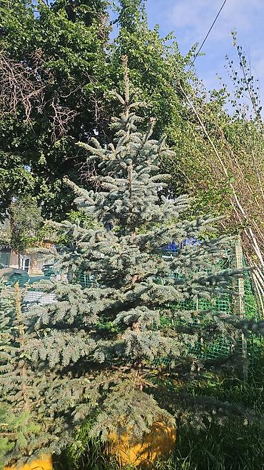 Туя: Туя западная (сорт «Смарагд») – крупномерные с комом земли туя — 16