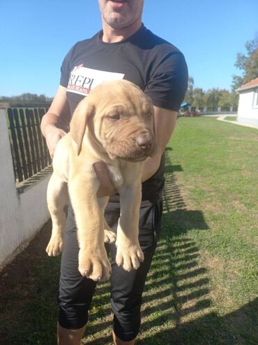 Psi: Presa Canario štenci na prodaju, stari mesec i po dana. Vakcinisani — 5