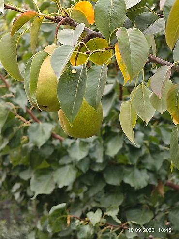 Продажа коттеджей и домов: Срочно продам частный дом! Район: Начало ул. Шералиева Ул. Бишкек-125 — 19