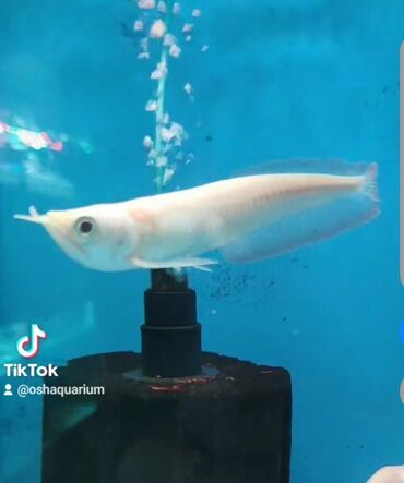 рыба лосось: Арована альбинос 20см редкая рыба цена 6000сом доставка есть !