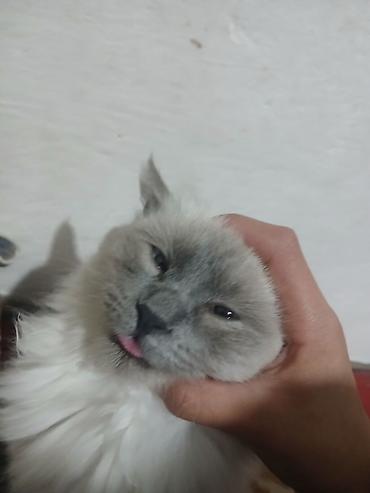 Продажа кошек: Скоттиш-фолд (шотландская вислоухая кошка). - Тип: домашний питомец — 12