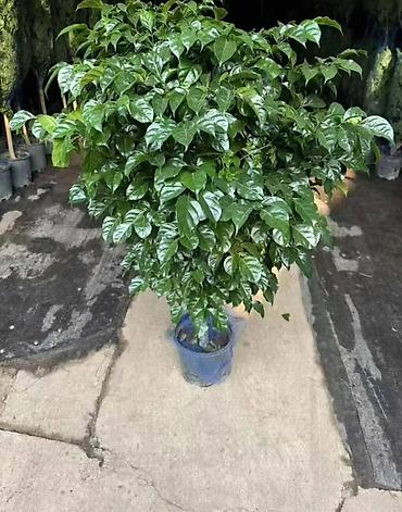 Другие комнатные растения: Комнатное растение с длинными, узкими листьями насыщенного зеленого — 8