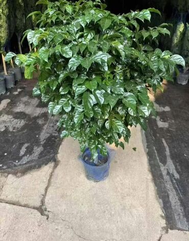 Другие комнатные растения: Пальмы,ДраценыКофейные деревья, и тд. Растения для интерьера — 13