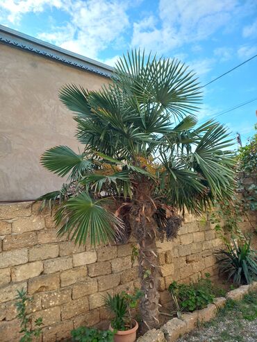 mixek gulunun adi: Trachycarpus fortunei (Kabançik xurması) palma ağacı - Təxminən 3.5–4