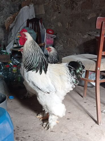 Toyuqlar, xoruzlar: Salam aleykum bramalar satılır arginal maldi Gəncədə 3 iki fere bir