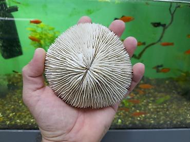 kompressor akvarium: 4 ədəd akvarium koralları . Cəmi = 40 azn şəkillərə baxın. ünvan  — 6